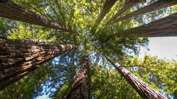 Best Tree Preservation Services  in Mapleton, MN