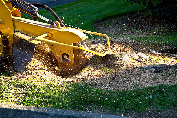 Best Commercial Tree Services  in Mapleton, MN