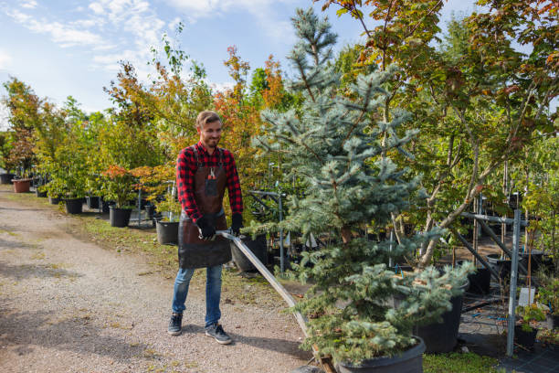 Best Storm Damage Tree Cleanup  in Mapleton, MN